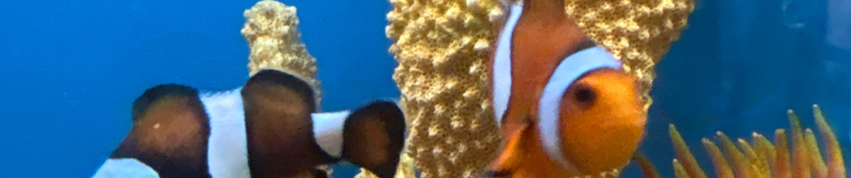 Rizzie