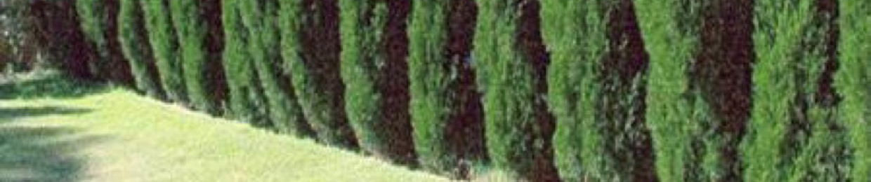 Av C