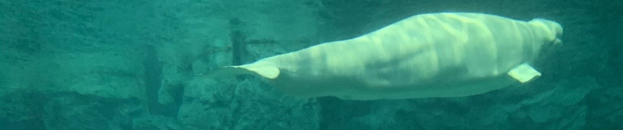 おらぎん 🐬