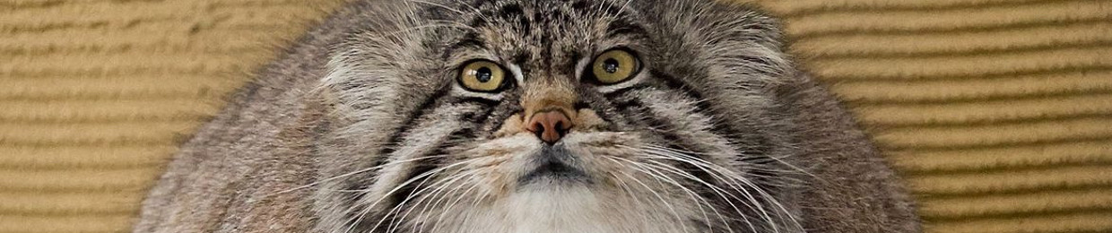 isurelovetaylorswift