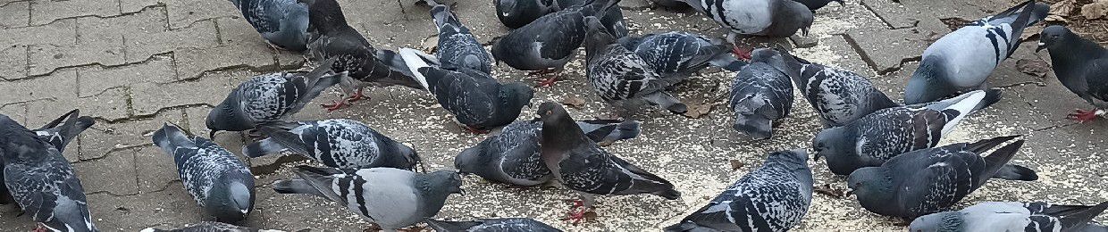 Average sims 4 player