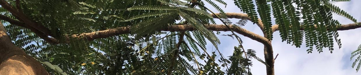 وِداد🌵