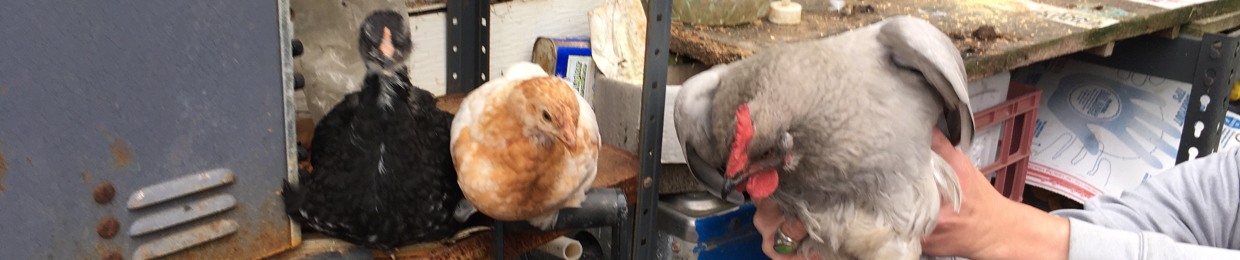 The Free Stooges (The Band) (Doom Punks)