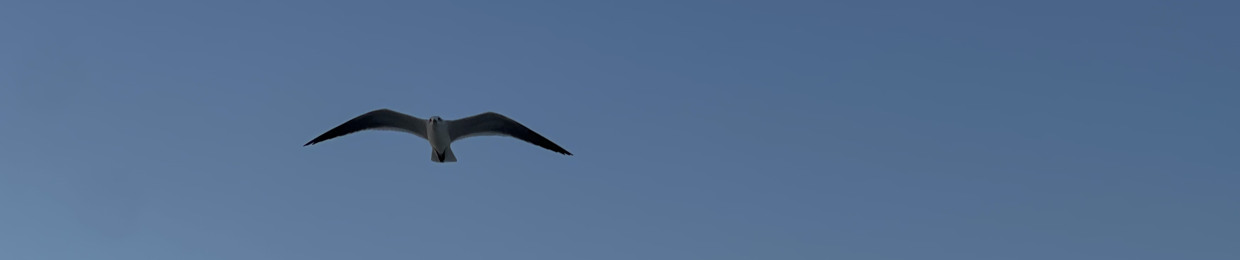 D0000000000000000000g