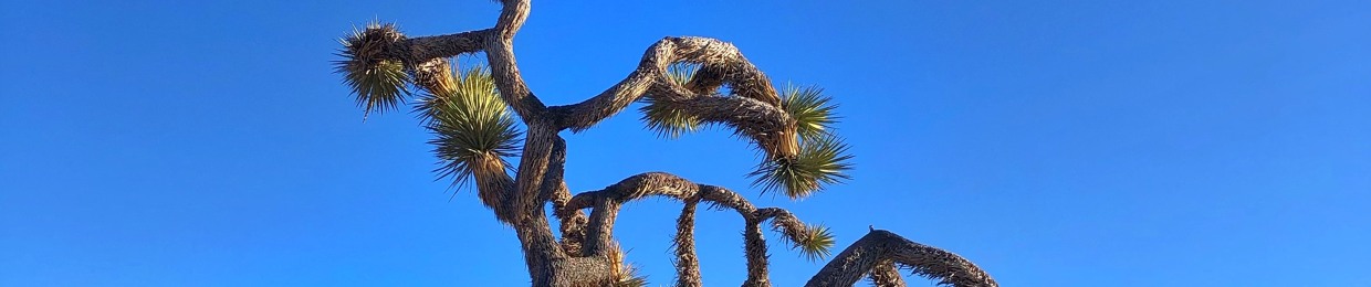 NicoleRheingold••*•*•*