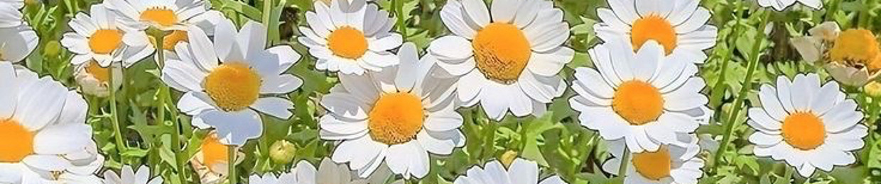 piyo
