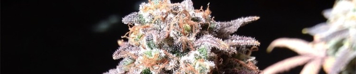 Way2Baked