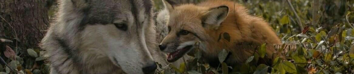 ALEX_THE_FOXCAT