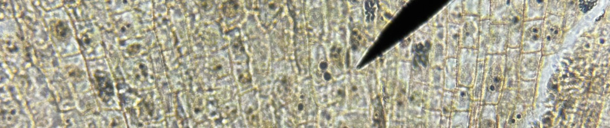Farnacle the Barnacle
