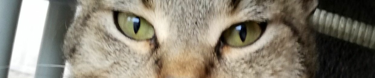 Yowitch