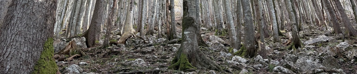 Miskalauraa