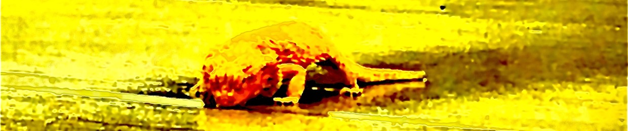 NinjaGeckoYT