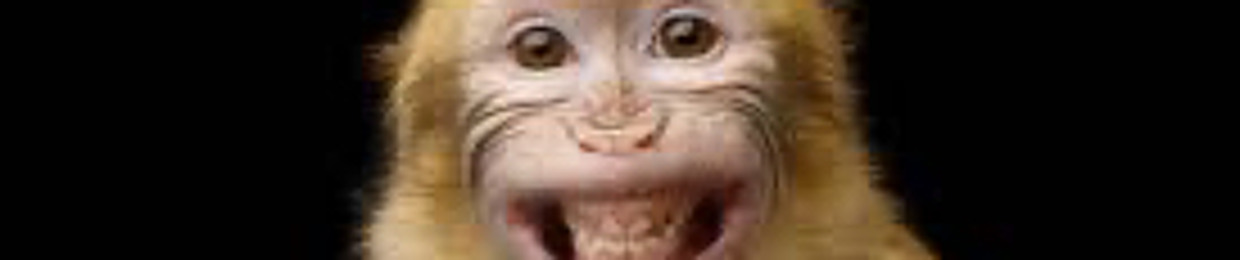 monkey