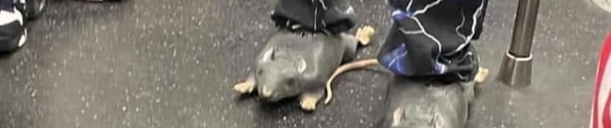 koyak