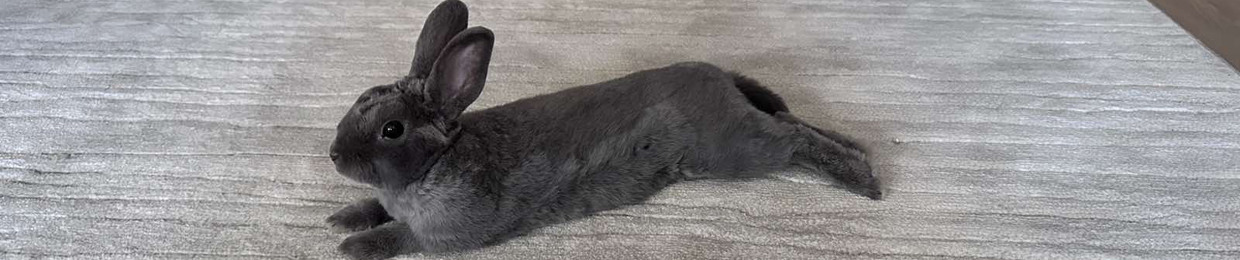 Kris the rabbit