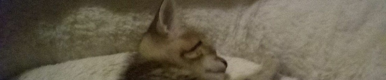 Ms Kitty