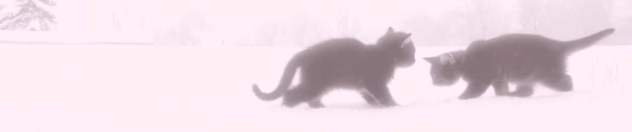 𝚌𝚘𝚗𝚟𝚊𝚖𝚙