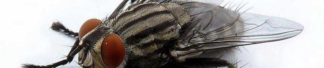 мистер посхалка