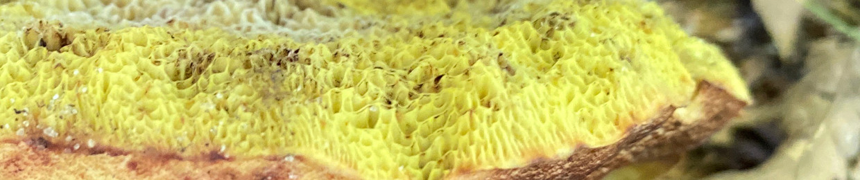 slippynippy
