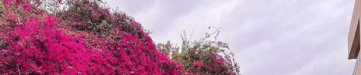 Ahmed M. Sallem