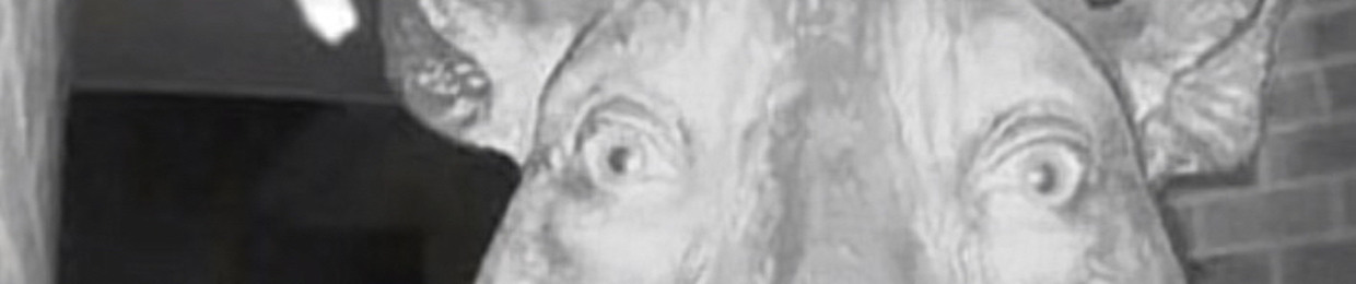 mr abey🗿