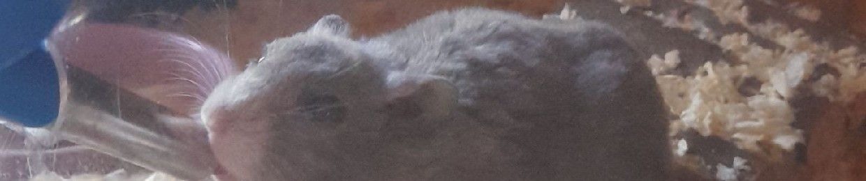 Noora