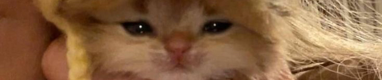 i freaking love cats