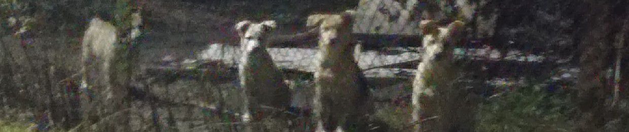 роня бульдог