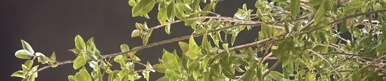 ابو جارح