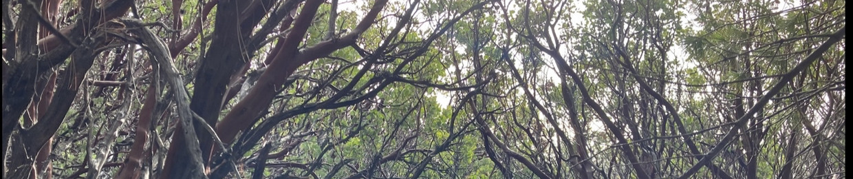 theletgotree