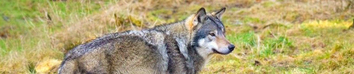 Rabid Wolfdog