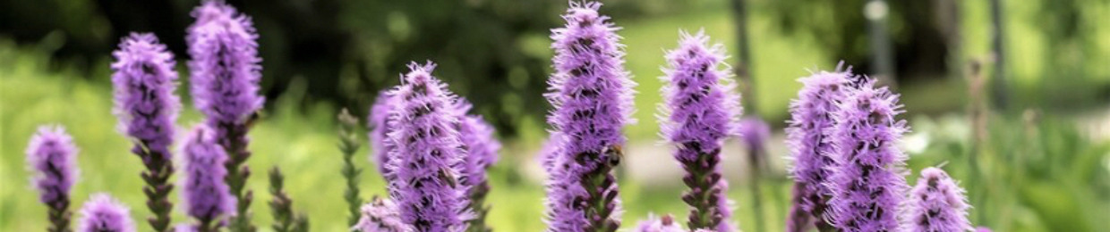 liatris