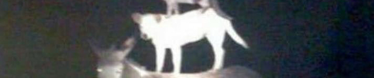 Cugwe