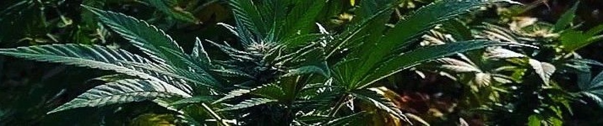jeick Weed