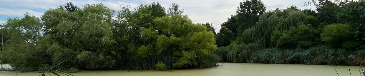 ⧈tongue⩐tabbed⧈