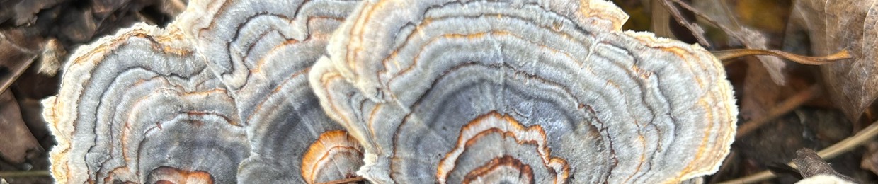 förest.faė 𓍊𓆏𓍊𓋼