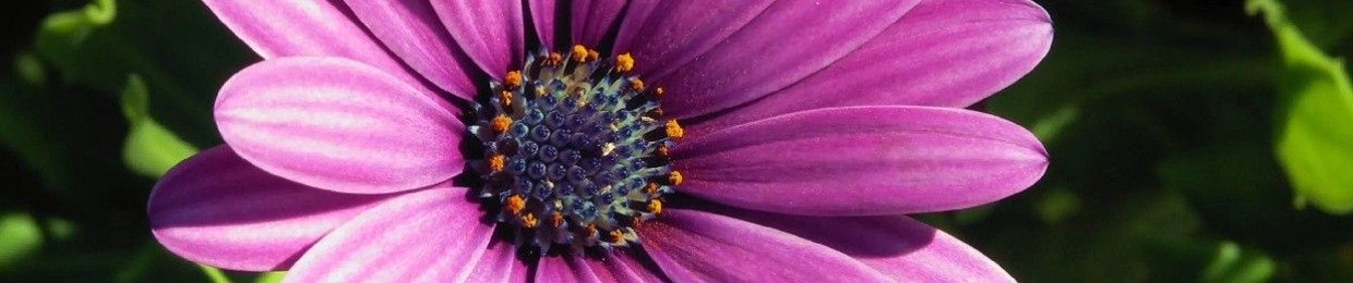 🌱 سنرحل ويبقى الاثر🌹