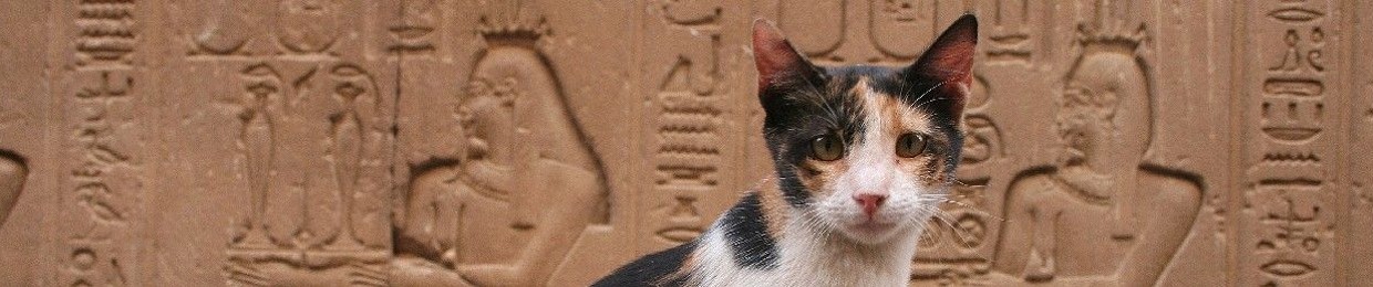 real Maxwell cat