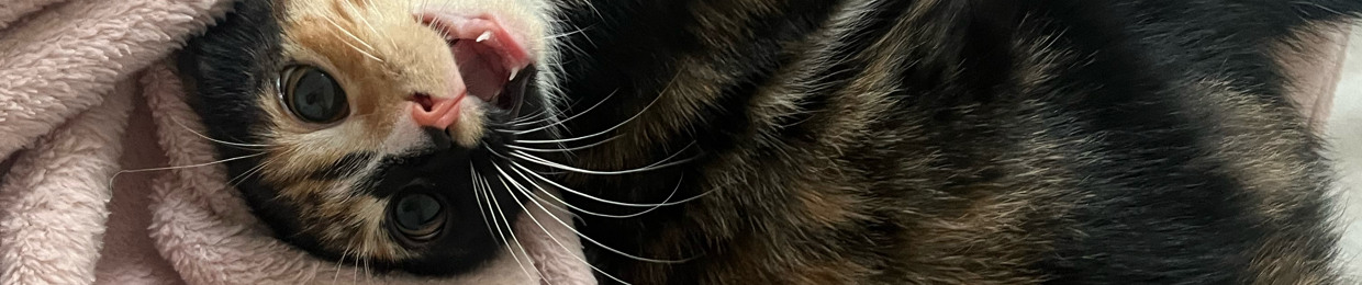 Benjicashcat