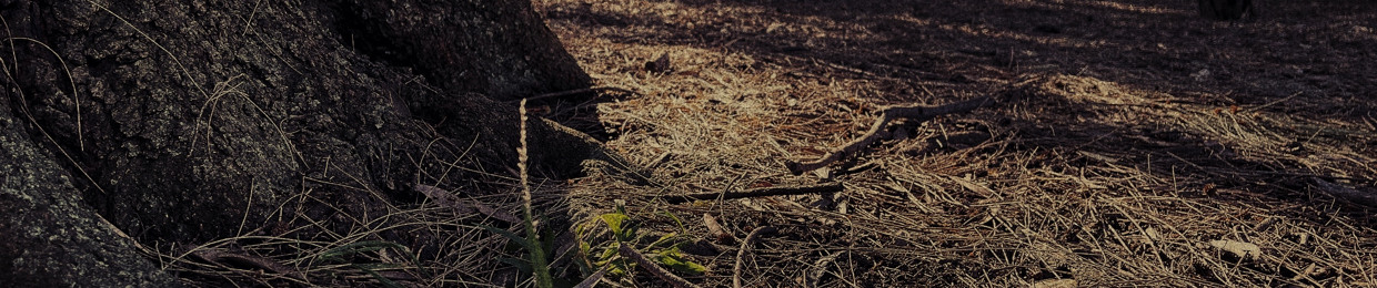 Understorey