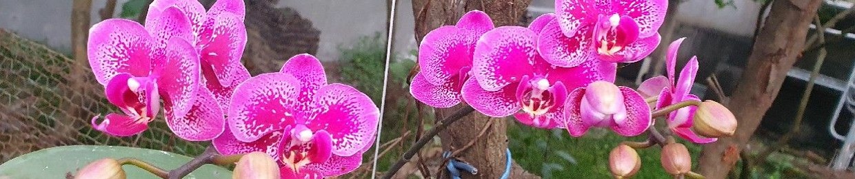 Ngọ Văn Đảm