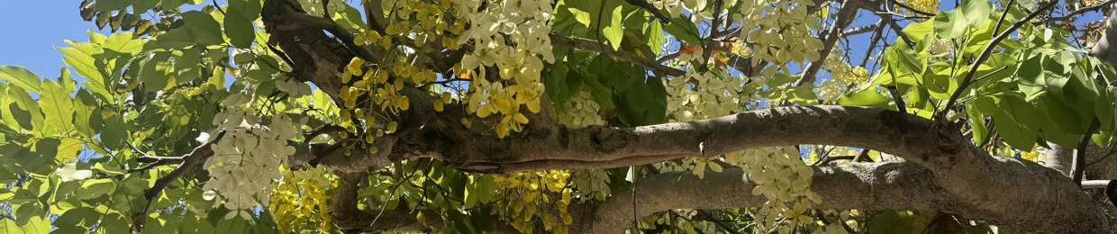 🌞